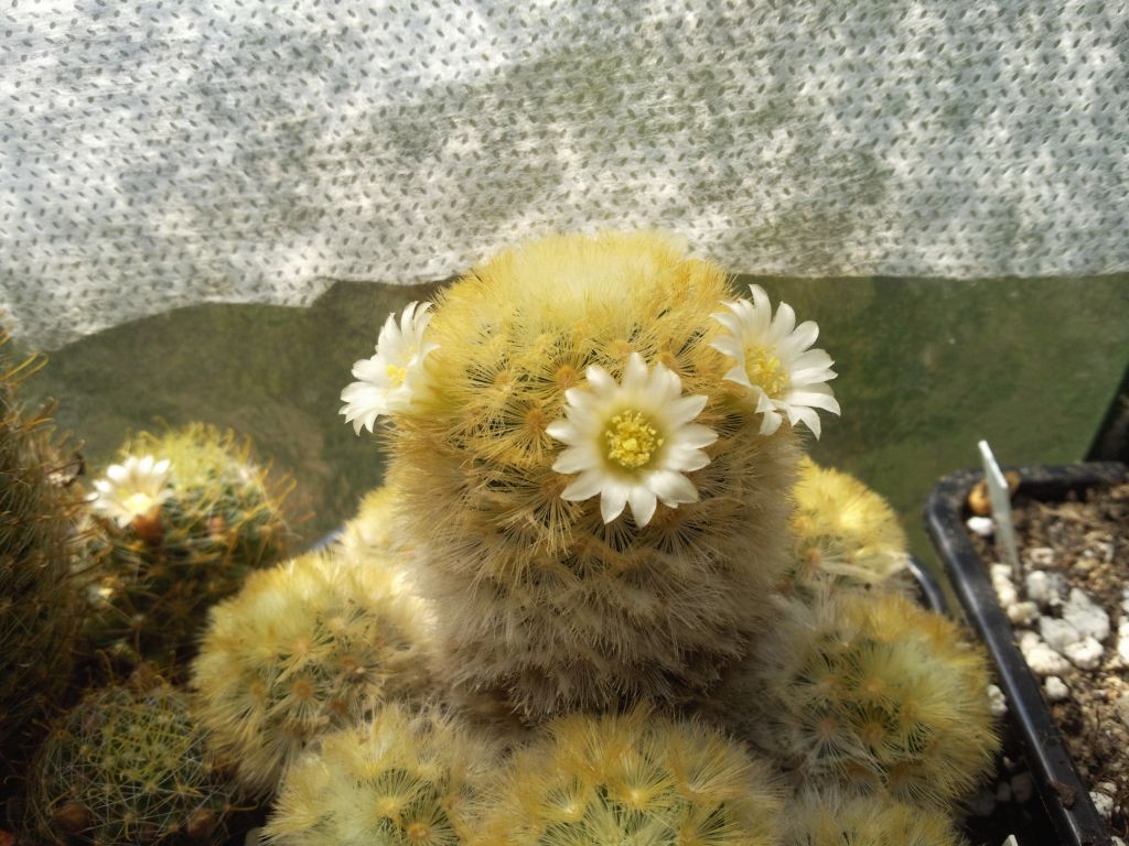 Mammillaria carmenae